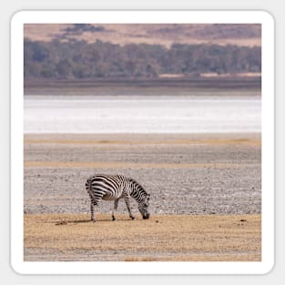 Ngorogoro Zebra #1 Sticker